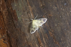Eulepte concordalis
