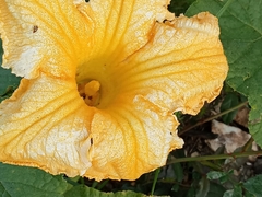 Cucurbita maxima