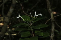 Pseuderanthemum