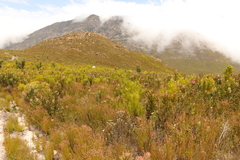 Leucadendron eucalyptifolium