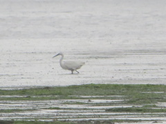 Egretta garzetta