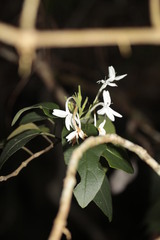 Pseuderanthemum