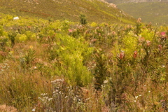 Leucadendron eucalyptifolium