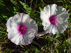 Ipomoea shumardiana