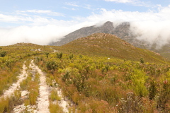 Leucadendron eucalyptifolium