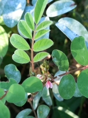 Indigofera tinctoria