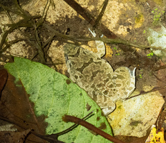 Fejervarya multistriata