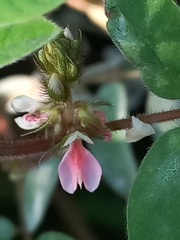 Indigofera tinctoria