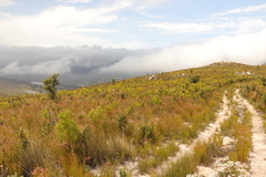 Leucadendron eucalyptifolium