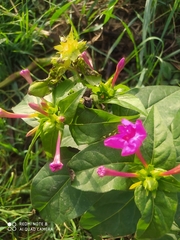 Mirabilis jalapa