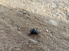 Timarcha goettingensis