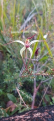 Caladenia orientalis
