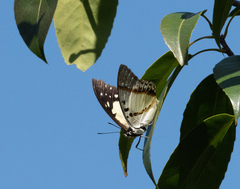 Polyura nepenthes