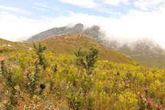 Leucadendron eucalyptifolium