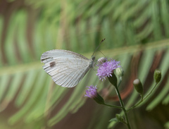 Leptosia nina