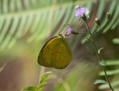Eurema blanda