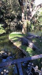 Crocodylia