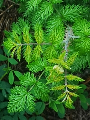 Rubus ludwigii