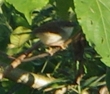 Prinia hodgsonii