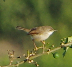 Prinia hodgsonii
