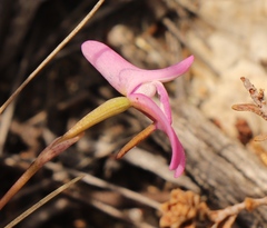 Disa inflexa
