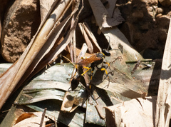 Sceliphron madraspatanum