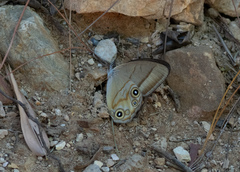 Lethe syrcis