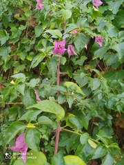 Bougainvillea glabra