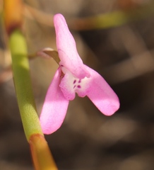 Disa inflexa