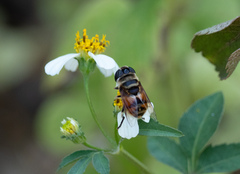 Phytomia