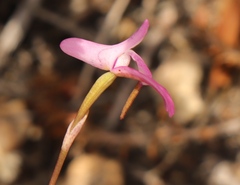 Disa inflexa