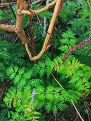 Rubus ludwigii