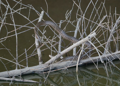 Fowlea flavipunctata