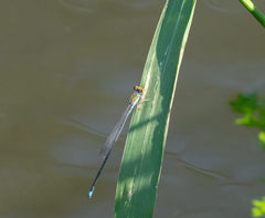 Pseudagrion rubriceps