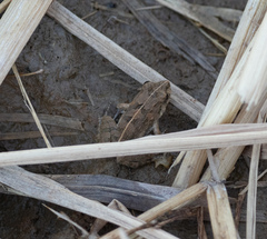 Fejervarya multistriata