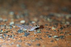 Rhynchoedura