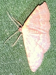 Leptostales pannaria