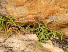 Gleichenia polypodioides