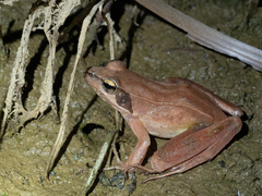 Rana zhenhaiensis
