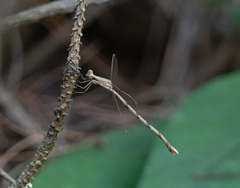 Lestidae
