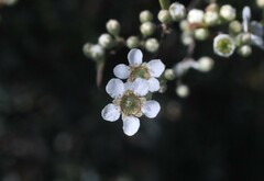 Leptospermum brevipes