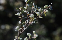 Leptospermum brevipes