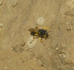 Sceliphron destillatorium