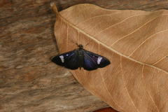 Erilusa leucoplagalis
