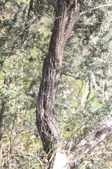 Leptospermum brevipes