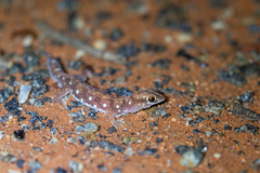 Rhynchoedura