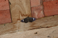Erilusa leucoplagalis