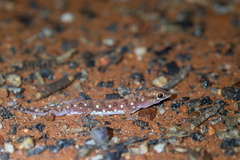 Rhynchoedura