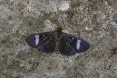 Erilusa leucoplagalis