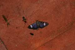 Erilusa leucoplagalis